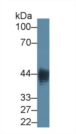 Invitrogen LPS Monoclonal Antibody (C6):Antibodies:Primary Antibodies