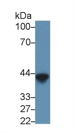 Invitrogen LPS Monoclonal Antibody (C6):Antibodies:Primary Antibodies