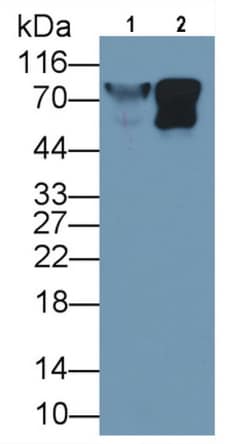 Invitrogen LUM Monoclonal Antibody (C4) 200 &mu;L; Unconjugated:Antibodies,