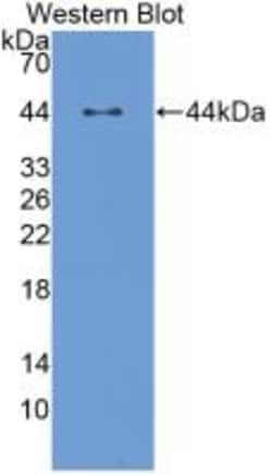 Invitrogen LUM Monoclonal Antibody (C4) 200 &mu;L; Unconjugated:Antibodies,