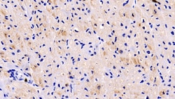 Invitrogen LOXL1 Monoclonal Antibody (C1) 200 &mu;L; Unconjugated:Antibodies,