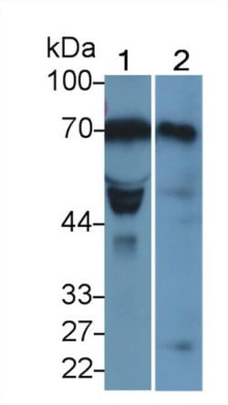 Invitrogen LOXL1 Monoclonal Antibody (C1) 200 &mu;L; Unconjugated:Antibodies,