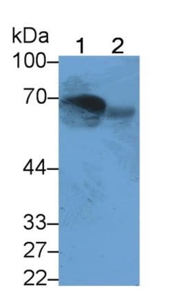 Invitrogen MASP2 Monoclonal Antibody (C3):Antibodies:Primary Antibodies