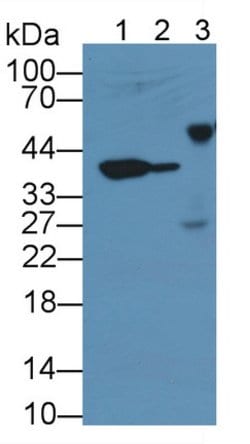 Invitrogen MMP13 Monoclonal Antibody (C2):Antibodies:Primary Antibodies