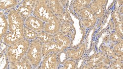 Invitrogen MMP8 Monoclonal Antibody (C8) 200 &mu;L; Unconjugated:Antibodies,