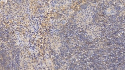 Invitrogen MMP8 Monoclonal Antibody (C8) 200 &mu;L; Unconjugated:Antibodies,