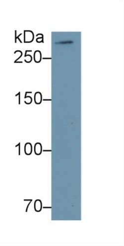 Invitrogen MUC5B Monoclonal Antibody (C10) 20 &mu;L; Unconjugated:Antibodies,
