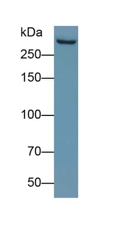 Invitrogen MUC5B Monoclonal Antibody (C10) 20 &mu;L; Unconjugated:Antibodies,