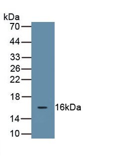 Invitrogen MUC5B Monoclonal Antibody (C10) 20 &mu;L; Unconjugated:Antibodies,