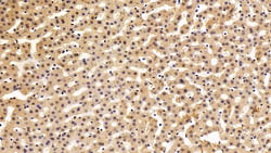 Invitrogen MX1 Monoclonal Antibody (C4) 200 &mu;L | Buy Online | Invitrogen&trade; | Fisher Scientific