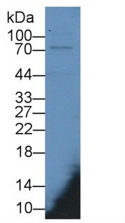 Invitrogen MX1 Monoclonal Antibody (C4) 20 &mu;L; Unconjugated:Antibodies,