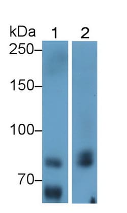 Invitrogen MX1 Monoclonal Antibody (C4) 200 &mu;L | Buy Online | Invitrogen&trade; | Fisher Scientific