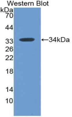 Invitrogen MX1 Monoclonal Antibody (C4) 20 &mu;L; Unconjugated:Antibodies,