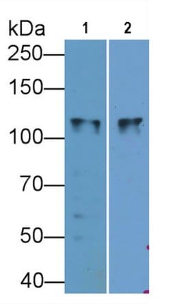Invitrogen™ SLC12A3 Monoclonal Antibody (C2)