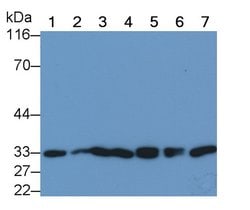 Invitrogen NGF Monoclonal Antibody (C2):Antibodies:Primary Antibodies