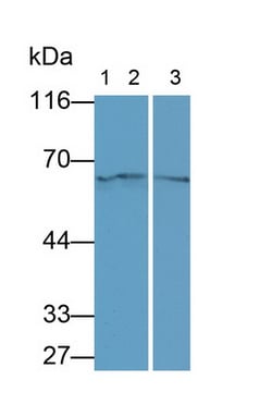 Invitrogen Neuregulin 1 Monoclonal Antibody (C6) 200 &mu;L | Buy Online | Invitrogen&trade; | Fisher Scientific
