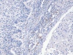 Invitrogen NRG4 Monoclonal Antibody (C2):Antibodies:Primary Antibodies