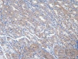 Invitrogen NRG4 Monoclonal Antibody (C2):Antibodies:Primary Antibodies