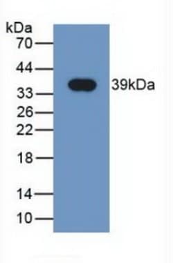 Invitrogen NRG4 Monoclonal Antibody (C2):Antibodies:Primary Antibodies