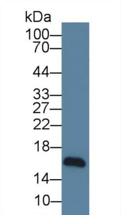 Invitrogen NRG4 Monoclonal Antibody (C2) 200 &mu;L; Unconjugated:Antibodies,