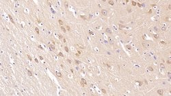 Invitrogen Neurogranin Monoclonal Antibody (C2):Antibodies:Primary Antibodies