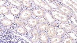Invitrogen Neurogranin Monoclonal Antibody (C2):Antibodies:Primary Antibodies