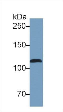 Invitrogen iNOS Monoclonal Antibody (C1) 200 &mu;L; Unconjugated:Antibodies,