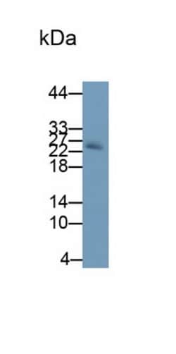 Invitrogen Noggin Monoclonal Antibody (A11) 200 &mu;L; Unconjugated:Antibodies,