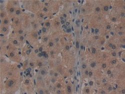 Invitrogen Noggin Monoclonal Antibody (A9) 20 &mu;L; Unconjugated:Antibodies,