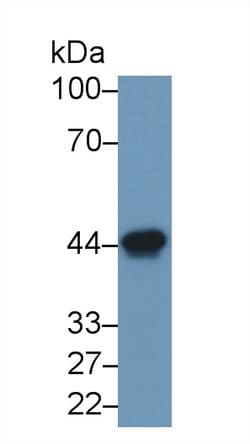Invitrogen Ovalbumin Monoclonal Antibody (3#) 20 &mu;L; Unconjugated:Antibodies,