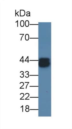 Invitrogen Ovalbumin Monoclonal Antibody (3#) 20 &mu;L; Unconjugated:Antibodies,