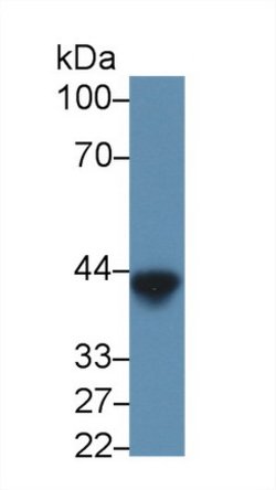 Invitrogen Ovalbumin Monoclonal Antibody (3#) 20 &mu;L; Unconjugated:Antibodies,