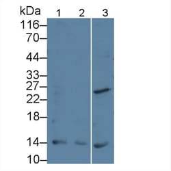 Invitrogen PTHLH Monoclonal Antibody (C5) 20 &mu;L | Buy Online | Invitrogen&trade; | Fisher Scientific