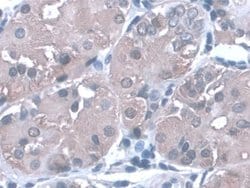 Invitrogen PGA5 Monoclonal Antibody (C4):Antibodies:Primary Antibodies
