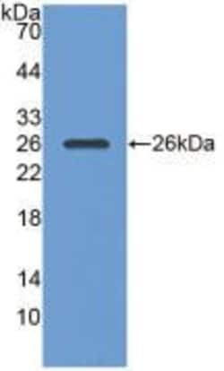Invitrogen PGA5 Monoclonal Antibody (C4):Antibodies:Primary Antibodies