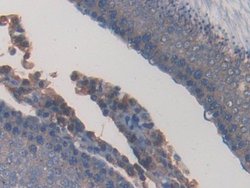Invitrogen PPAR gamma Monoclonal Antibody (C5):Antibodies:Primary Antibodies