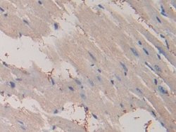 Invitrogen PPAR gamma Monoclonal Antibody (C5):Antibodies:Primary Antibodies