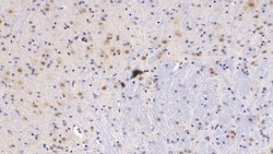 Invitrogen PEDF Monoclonal Antibody (C3) 200 &mu;L; Unconjugated:Antibodies,