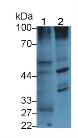 Invitrogen PEDF Monoclonal Antibody (C3):Antibodies:Primary Antibodies