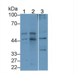Invitrogen PEDF Monoclonal Antibody (C3):Antibodies:Primary Antibodies