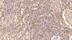 Invitrogen PF4 Monoclonal Antibody (C4):Antibodies:Primary Antibodies
