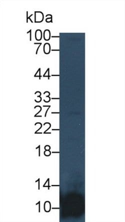 Invitrogen PF4 Monoclonal Antibody (C4) 200 &mu;L; Unconjugated:Antibodies,