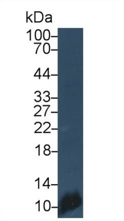 Invitrogen PF4 Monoclonal Antibody (C4) 200 &mu;L; Unconjugated:Antibodies,