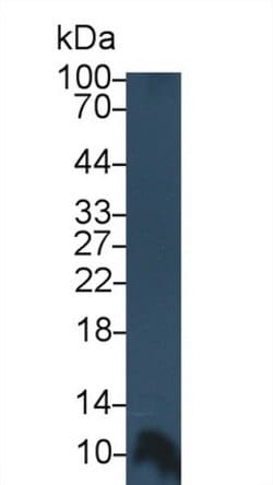 Invitrogen PF4 Monoclonal Antibody (C4) 200 &mu;L; Unconjugated:Antibodies,