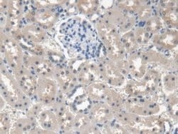 Invitrogen Procollagen I N-Peptide Monoclonal Antibody (C6) 200 &mu;L;