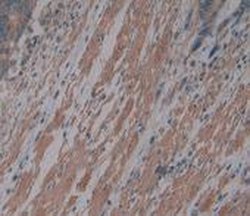 Invitrogen Procollagen I N-Peptide Monoclonal Antibody (C6) 200 &mu;L;