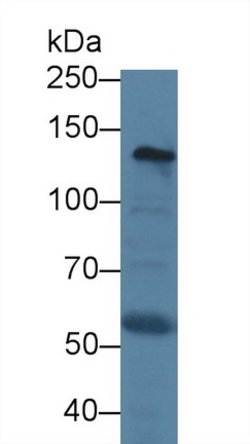 Invitrogen Procollagen I N-Peptide Monoclonal Antibody (C6) 200 &mu;L;
