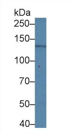 Invitrogen Procollagen I N-Peptide Monoclonal Antibody (C6) 200 &mu;L;