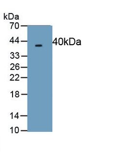 Invitrogen Procollagen I N-Peptide Monoclonal Antibody (C6) 200 &mu;L;