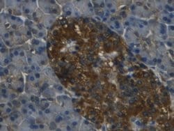 Invitrogen REG3G Monoclonal Antibody (C18):Antibodies:Primary Antibodies